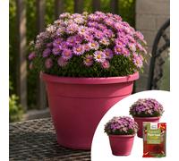 YouGarden Pair of Preplanted Aster Alpha in Planters with Fertiliser