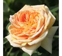 YouGarden Pair of Rose 'Climbing Alchymist' Bare Roots