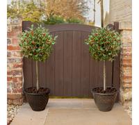 Yougarden Pair Of Standard Holly Trees