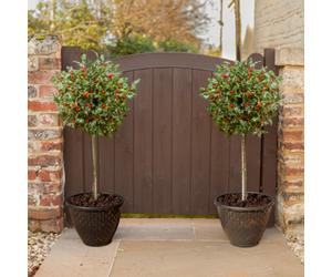 Yougarden Pair Of Standard Holly Trees