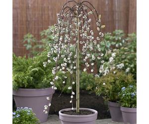 YouGarden Pair of Standard Weeping Willow Trees in 17cm pots