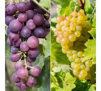 Yougarden Pair Of Table Grapevines Black And White In 2 Litre Pots, 60Cm Tall Dessert Grapes, Grown Your Own Grapes Garden Ready P
