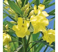 Yougarden Pair Of Yellow Oleander Patio Standards 70Cm Tall Trees In 18Cm Pots