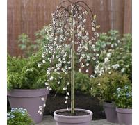 YouGarden Pair Weeping Willow Salix 'Kilmarnock' Standard Form Trees 70cm Tall 3L Pot