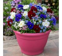 Yougarden Pansy And Forget Me Not Patio Collection, 20 X Garden Ready Plants, 3 X Decorative Pink Pots, 1 X 20L Compost