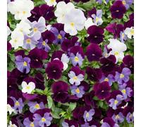Yougarden Pansy Cool Wave Berries & Cream Mix, Pack Of 10 Garden Ready Plants, Early Spring Flowering