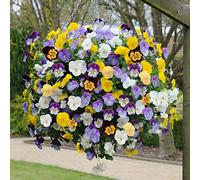 YouGarden Pansy 'Cool Wave' Mix, Pack of 30 Garden Ready Plants, Early Spring Flowering, Ready to Plant