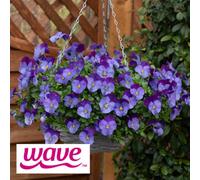 Yougarden Pansy 'cool Wave Violet Blue', 30 X Garden Ready Plants, Trailing Autumn Spring Colour Bedding