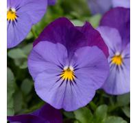 YouGarden Pansy 'Cool Wave Violet Blue', 30 x Garden Ready Plants, Trailing Autumn Spring Colour Bedding