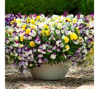 YouGarden Pansy Fragrant Waterfall Plug Plants x 24