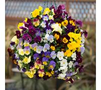 YouGarden Pansy 'Fragrant Waterfall' Plug Plants x12