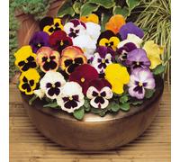 YouGarden Narcissus Short Mixed x200 Bulbs