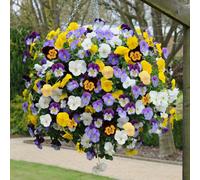 Yougarden Pansy Matrix Mix, Pack Of 10 Garden Ready Plants, Early Spring Flowering
