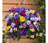 YouGarden Pansy 'Top Wave', 2 x Pre-Planted Hanging Baskets, Large Trailing Blooms, Winter Garden Colour