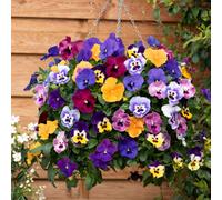 Yougarden Pansy 'top Wave', 2 X Pre-Planted Hanging Baskets, Large Trailing Blooms, Winter Garden Colour