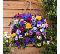 Yougarden Pansy 'top Wave', 2 X Pre-Planted Rattan 35Cm Hanging Baskets, Trailing Blooms, Winter Garden Colour