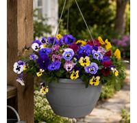 Yougarden Pansy 'top Wave', 2 X Pre-Planted Self Watering Hanging Baskets, 27Cm, Trailing Blooms, Winter Garden Colour