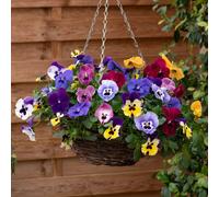 YouGarden Pansy Top Wave Plug Plants x 24
