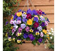 YouGarden Pansy 'Top Wave', Trailing Variety, 10 x Garden Ready Plug Plants, Garden Colour, Great for Pots