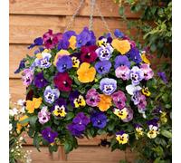 YouGarden Pansy 'Top Wave', Trailing Variety, 20 x Garden Ready Plug Plants, Garden Colour, Great for Pots