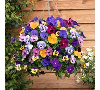 YouGarden Pansy 'Top Wave', Trailing Variety, 24 x Plug Plants, Garden Colour, Great for Pots