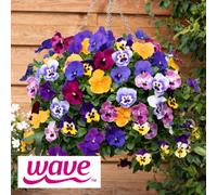 Yougarden Pansy 'top Wave', Trailing Variety, 24 X Plug Plants, Garden Colour, Great For Pots