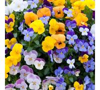YouGarden Pansy Viola 'Teardrops' 30 x Garden Ready Plants