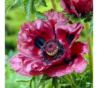 YouGarden Papaver Patty's Plum, 3 Bare Root Plants, Hardy Perennial Cottage Garden Flowers, Ready To Plant