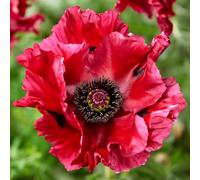 YouGarden Papaver 'Red Rumble', Established Oriental Poppy Plant in 9cm Pot | Spring Flowering with Large Ruffled Crimson Red Blooms, Hardy Perennial Flowers, Garden Ready Poppies For Planting