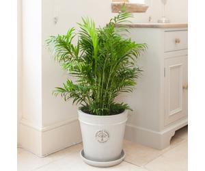 YouGarden Parlour Palm 'Chamaedorea Elegans' in a 12cm pot