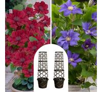 YouGarden Patio Clematis Collection, Set of Two 10.5cm Potted Plants, Clematis 'Nubia Boulevard' and Clematis 'Olympia Boulevard', with Pair of Tower Pot Planters and Trellises