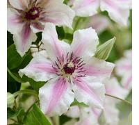 Yougarden Patio Clematis 'ithemba', 1 X 7Cm Pot, White Pink Compact Climber, Pollinator Garden Plant