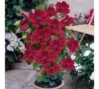 Yougarden Patio Clematis 'nubia Boulevard' In A 10.5Cm Pot Supplied As An Established Red Clematis Garden Ready Climbing Plants