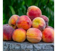 YouGarden Patio Peach 'Honey Red' Ornamental Red Foliage, Self-Fertile Pink Blossom, Aromatic Fruit, Great for Pots, 1 x 5 Litre Pot