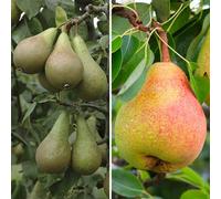 Yougarden Patio Pear Duo Tree Conference And Bonne Louise 3L Potted Tree 100 - 120Cm Tall