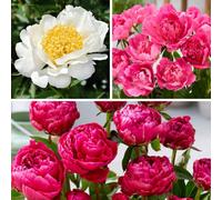 Yougarden Patio Peony Bare Root Collection, Set Of 3 Compact Double Bloom Peonies, Ready To Plant For Pots And Borders
