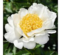 Yougarden Patio Peony 'dublin', 3 X Bare Root Plants, With 2 To 3 Eyes, White Blooms For Patio Containers, Garden Ready To Plant