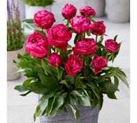 Yougarden Patio Peony 'london', 3 X Bare Root Plants With 2 To 3 Eyes, Deep Pink Double Flowers, Patio Garden