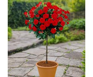 YouGarden Patio Rose Mini Standard in a 4L Pot