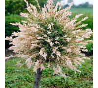 YouGarden Patio Standard Flamingo Willow Trees 3L pots x 2