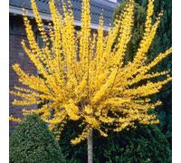 YouGarden Patio Standard Forsythia Weekend in 2L pot