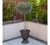 YouGarden Standard Olive Tree Pot - Size: 80 x 18 x 18cm - Green - Wilko