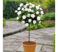 YouGarden Patio Standard White Rose in 4 Litre Pot, Ready to Plant, 40cm Stem