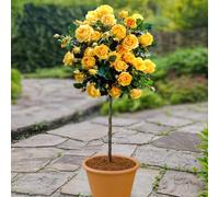 YouGarden Patio Standard Yellow Rose in 4 Litre Pot, Ready to Plant, 40cm Stem