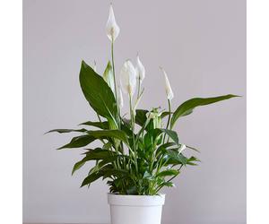 YouGarden Peace Lily (Spathiphyllum) 'Cupido' in a 9cm pot