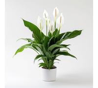 YouGarden Peace Lily Spathiphyllum 'Sweet Silver' in 13cm Pot