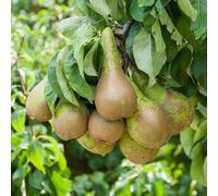 Yougarden Pear 'little Conference' Fruit Tree In 4.5L Pot - Grow Your Own