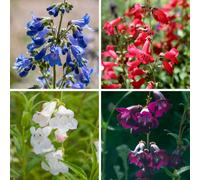 YouGarden Penstemon Hardy Perennial Collection Plug Plants x12