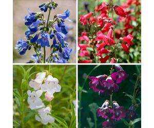 YouGarden Penstemon Hardy Perennial Collection Plug Plants x12