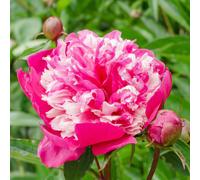 YouGarden Peony 'Celebrity' Bare Root x 3